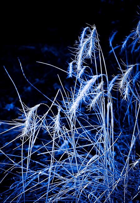 Blue Grass, photo and effect by Monty Thompson