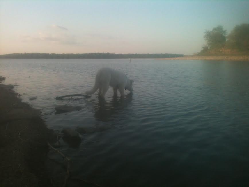 Photo of Kirk's dog Basho at Lake Pomona in late 2013 or early 2014